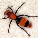 Avatar of user Velvet Ant
