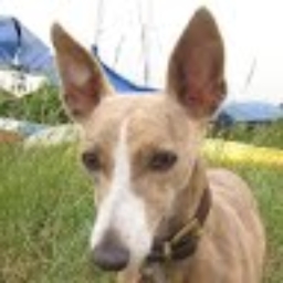 Avatar of user largewhippet