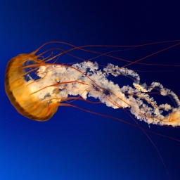 Avatar of user jellyfish