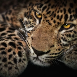 Avatar of user Leopard Multimedia