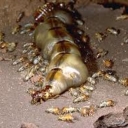 Avatar of user Termite