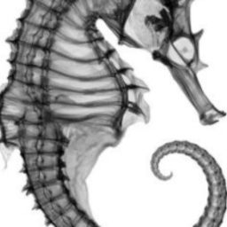 Avatar of user The Seahorse