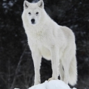 Avatar of user Arctic Wolf