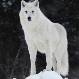 Avatar of user Arctic Wolf