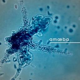 Cover of album amoeba favorite tracks :) by amoeba