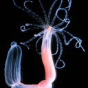 Avatar of user Hydrozoa