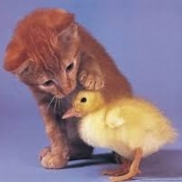 Avatar of user TheSupremeCT