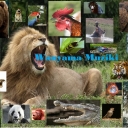 Cover of album Wanyama Muziki by Jelt legoDJ