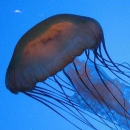 Avatar of user jellyfish_king