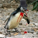 Avatar of user PenguinMasturbator