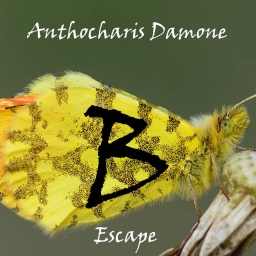 Cover of track Escape by Budushcheye