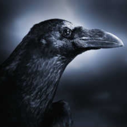 Cover of track Crow by DarlingP