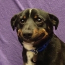 Avatar of user velvet