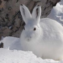 Avatar of user Npw8aA